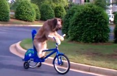 Here is a dog riding a bicycle...