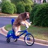 Here is a dog riding a bicycle...