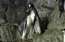 'Gay' penguin couple await the birth of baby in Madrid