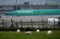 Complaint upheld after Aer Lingus advert about cost for pet travel 'likely to mislead'