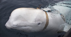 Beluga whale found in Norwegian waters 'may have been trained by Russian navy'
