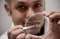 Scientists declare bush cricket top of the testes class