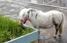 Pigs, chickens ... a pony called Moses. Take a tour of Dublin city's first public urban farm