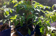 From the Garden: Learn to make nettle tea - it has a rich and earthy taste and is a super tonic