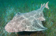 Number of angel sharks in Irish waters have declined by almost 95%