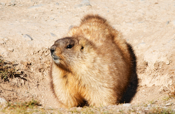 Mongolian couple dies of plague after eating raw marmot meat ...