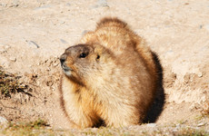 Mongolian couple dies of plague after eating raw marmot meat, triggering town quarantine