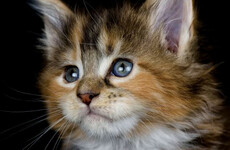 Opinion: I always wanted pets but our hairy, howling cat is making my life hell