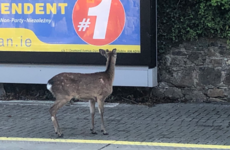 Deer on the Dart line are causing delays for passengers this morning