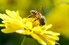 Animals and plants are disappearing faster than at any other time in human history, and it's happening in Ireland too