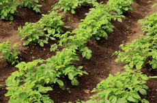 From the Garden: A little frost damage on the spuds - but not to worry they will recover