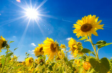 Temperatures of up to 21 degrees and sunny skies in store for most of the week