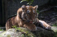 Dublin Zoo's latest tiger cubs are now seven months old - here's how they're getting on