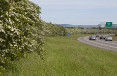 Hedgecutting on M7 in Naas permitted as part of planned roadworks