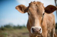 Fund of €50m on way for beef farmers following support from Europe
