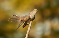 Explainer: What are cuckoo funds and why are people complaining about them?