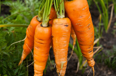 From the Garden: Carrots can be problematic to grow but the following tips will work