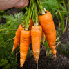 From the Garden: Carrots can be problematic to grow but the following tips will work