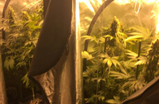 Man (40s) arrested after cannabis worth over €60,000 seized in Kildare