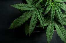 Doctors want cannabis risks highlighted, but campaigners says debate is conflating medicinal and recreational use