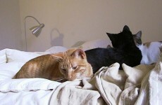 Man divorces wife after she brings home 550 cats