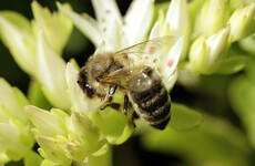 A new survey is asking people to report sightings of wild honey bee colonies in Ireland this summer