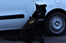 Garda dog Lazar locates suspect in ditch after attempted carjacking at knifepoint in Cork