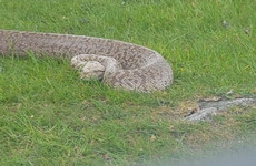 What was the length of the Burmese python found in the Wicklow Mountains? It's the week in numbers