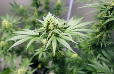 Growhouse containing cannabis worth an estimated €900k discovered in Co Clare