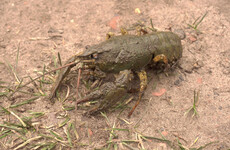Landing of v-notched crawfish to be banned under law in bid to restore numbers in Irish coastal waters