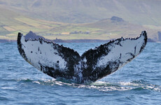 Breeding ground for humpback whales feeding in Irish waters discovered for the first time