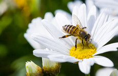 A bee can process numbers in the same way that a human does