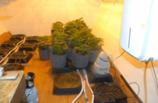 Man charged after estimated €127,000 worth of cannabis plants and herb found in Meath