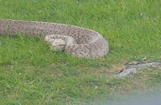 Snake that was rescued after being abandoned in the Wicklow Mountains last month has died