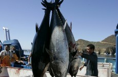 Tuna fish carried radiation from Fukushima to the United States