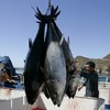 Tuna fish carried radiation from Fukushima to the United States