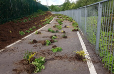 Council to install CCTV system following vandalism at multi-million euro public park