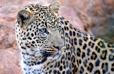 Toddler killed by leopard in South African national park