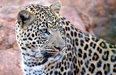 Toddler killed by leopard in South African national park