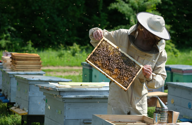 Pesticides on farms are wiping out entire hives and tens of thousands ...