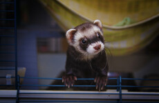 Cork and Shannon Airports are now designated entry points for pet dogs, cats and ferrets