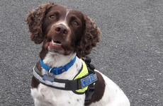 Detector dog Robbie helps seize €500,000 worth of herbal cannabis at Dublin Port