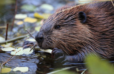 Polish minister defends hunting of beavers by claiming their tails are an aphrodisiac