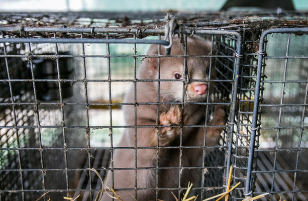 Poll Should fur farming be banned in Ireland? · TheJournal.ie