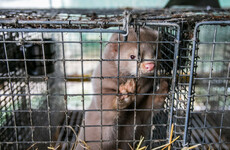 Poll: Should fur farming be banned in Ireland?