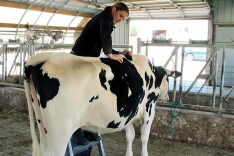 'Lucky' the cow getting a full spinal massage