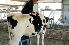 Lucky cow gets a full spinal massage