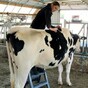 Lucky cow gets a full spinal massage