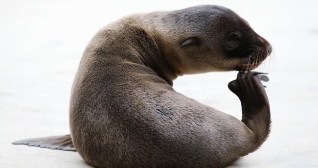 In photos: Californian sea lion pup born at Dublin Zoo