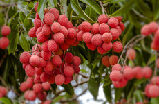 At least 31 children in India killed by toxin in lychee fruit
